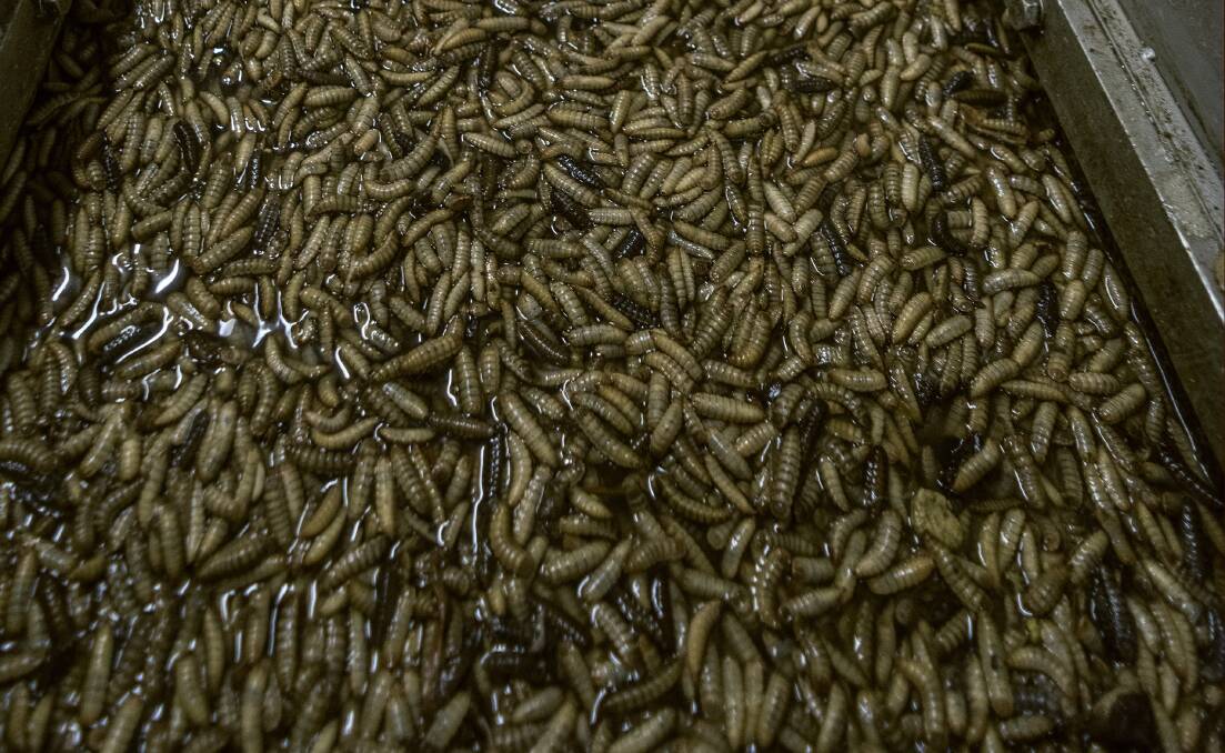 Soldier fly larvae, about to be dried and processed as stockfeed.