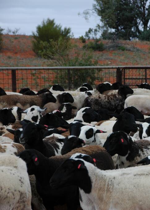 Webster's Far Western NSW Dorper flock at Packsaddle Station before being relocated to drought containment lots at near Menindee Lakes.