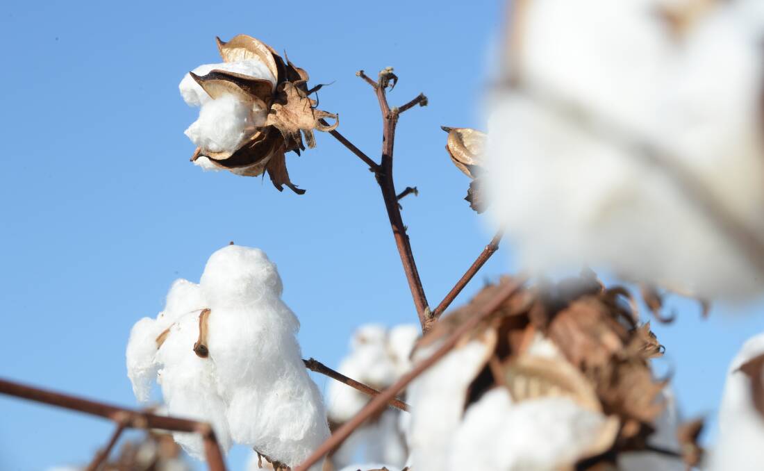 Chinese cotton company's creditors may get 20c in the dollar