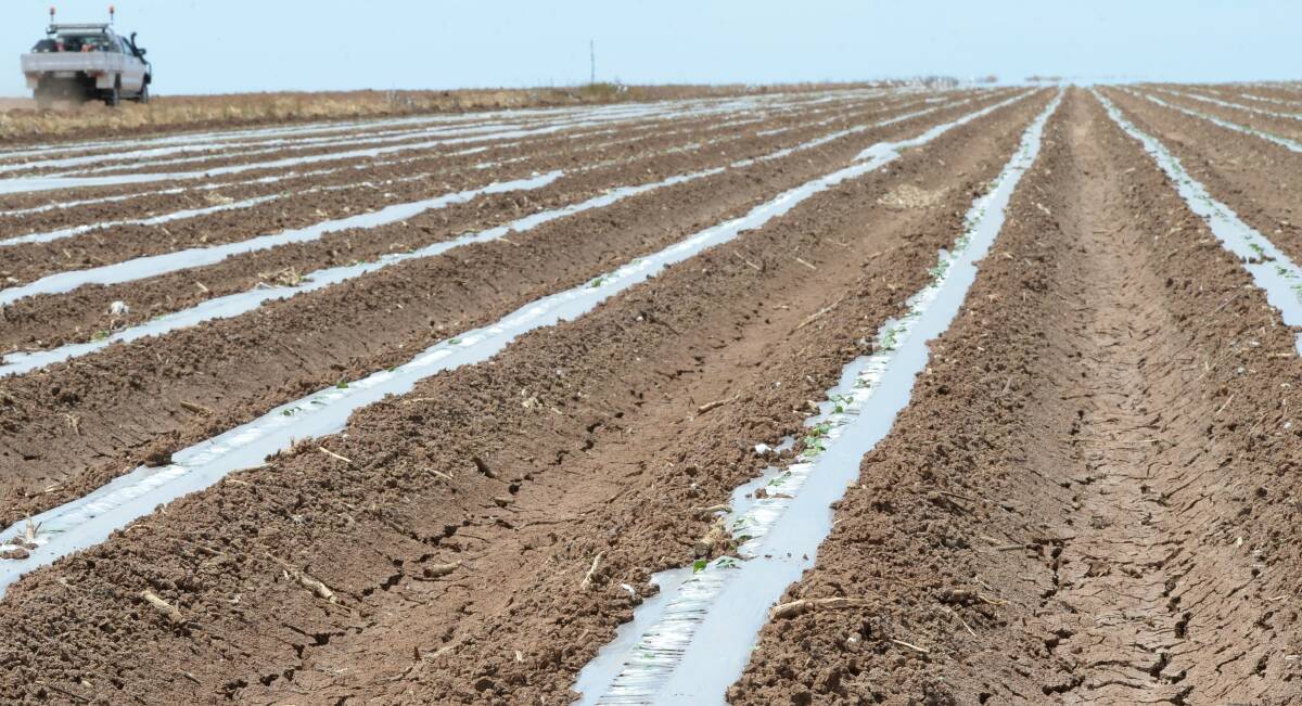 Cotton crop planting under OneCrop's biodegradable plastic sheeting has begun in NSW's Murrumbidgee Irrigation Area around Griffith this week.