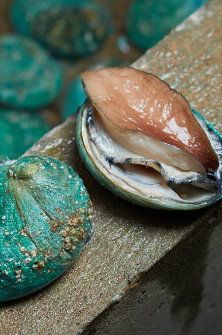 Abalone ready for harvest.