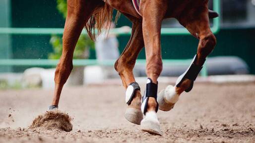 E-commerce winner, Scoot Boots, makes hoof boots for horses and other equines.