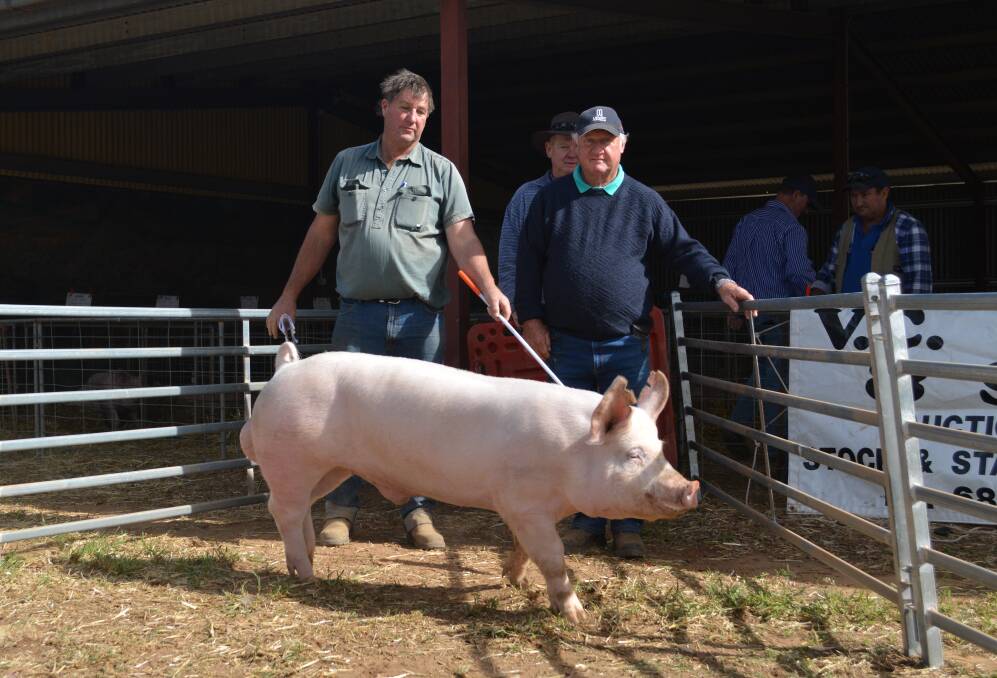 Vendor Michael Blenkiron, Gumshire stud, South Australia, with his $1800 equal top-priced boar, Gumshire Dictator G2223, and purchaser Kevin McMahon, Pine Park, Tullamore. 