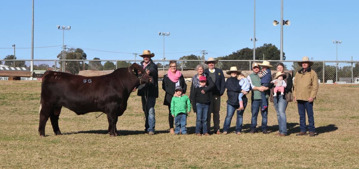 The $42,500 top-priced bull, Ronelle Park Rolls Royce R10, with vendors the Johnstone family, Lyndhurst, and buyers the Falls family of Malton Shorthorns, Finley. Photo: Kate Loudon