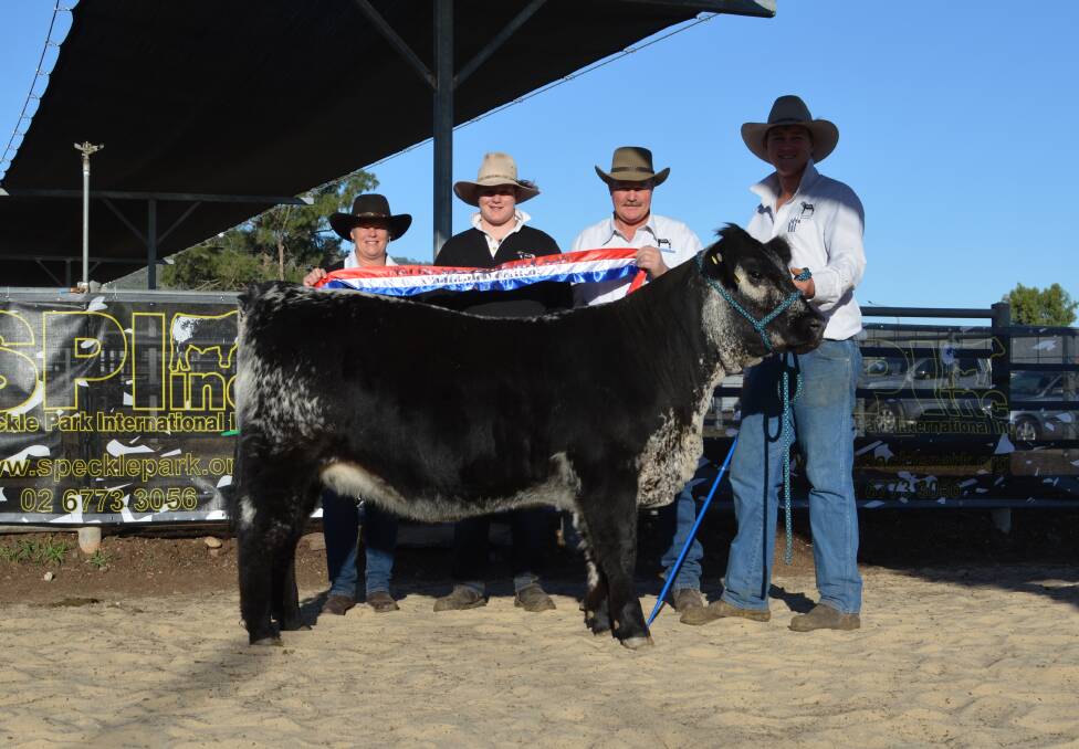 The Van der Drift family of Black Diamond Speckle Parks, Marcona, Victoria, with their $17,500 sale-topping heifer Black Diamond 110B Protester P253, purchased by online buyer Paul Guy from Te Mooi Speckle Parks, Benalla, Vic. 