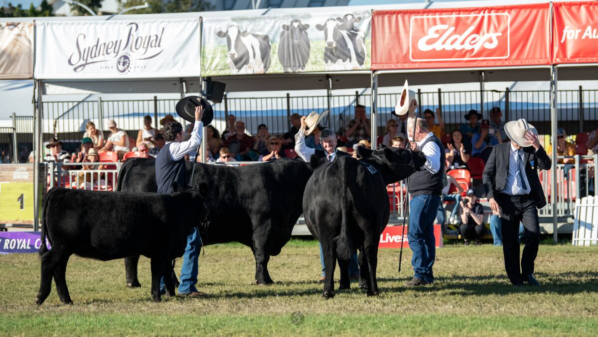 Hats off to the Angus breed who celebrated back-to-back Hordern Perpetual Trophy wins. Photos: Branded Ag 