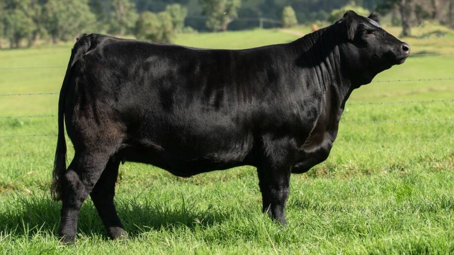 The $14,000 top-priced female, and supreme exhibit, Warrigal Pillow Talk P19 exhibited by the Relf family of Warrigal Limousins, Wingham, and purchased by Alexander Downs, Merriwa. Photo: Emily H Photography 