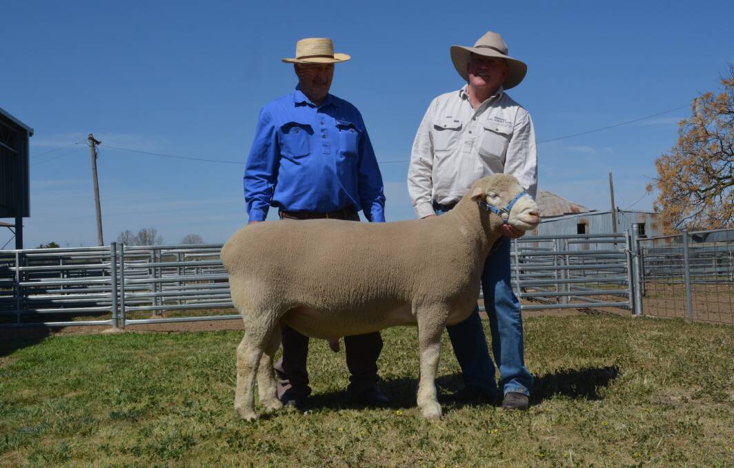 The $11,000 Springwaters top-priced ram with Springwaters co-principal Dennis Rowley, Boorowa, and Greg Robinson, Ferndale Poll Dorsets, who purchased the ram on behalf of Rob McCartney of Yentrac Poll Dorsets, Tatura, Victoria. 