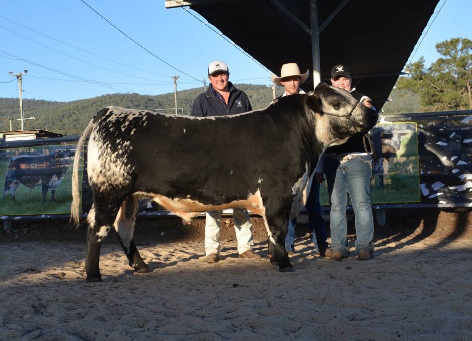 Deeargee New Frontier sold for $12,000 after the sale to an undisclosed Queensland buyer. Pictured with owner Charlie Sutherland, Deeargee Speckle Parks, Uralla, and Matt Black and Mikayla Hamilton from M and M Fitting, Lismore. 