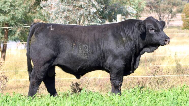 The $18,000 second-top priced bull, Hobbs Livestock Summit S9, also purchased by Ticoba Simbrahs, Mundubbera, Queensland. 