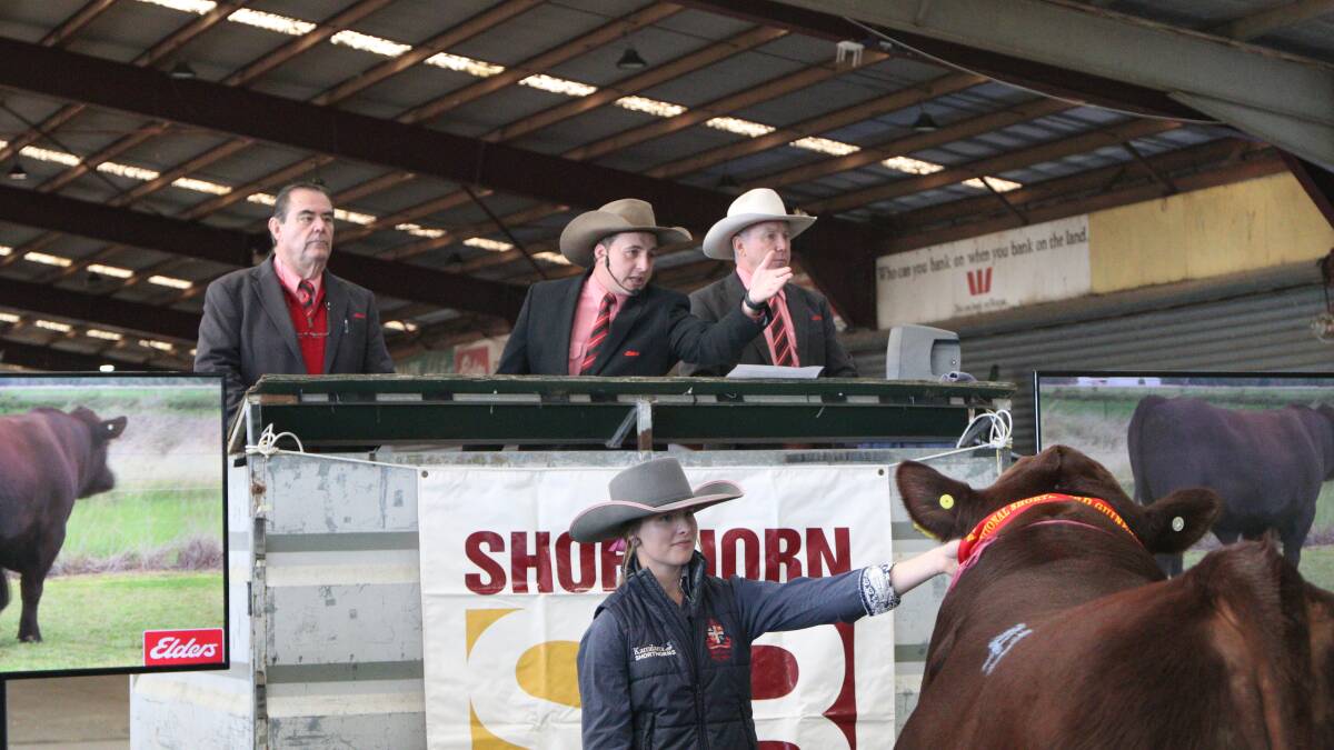 Shorthorn heifer tops the National after being the 'talk of the shed'