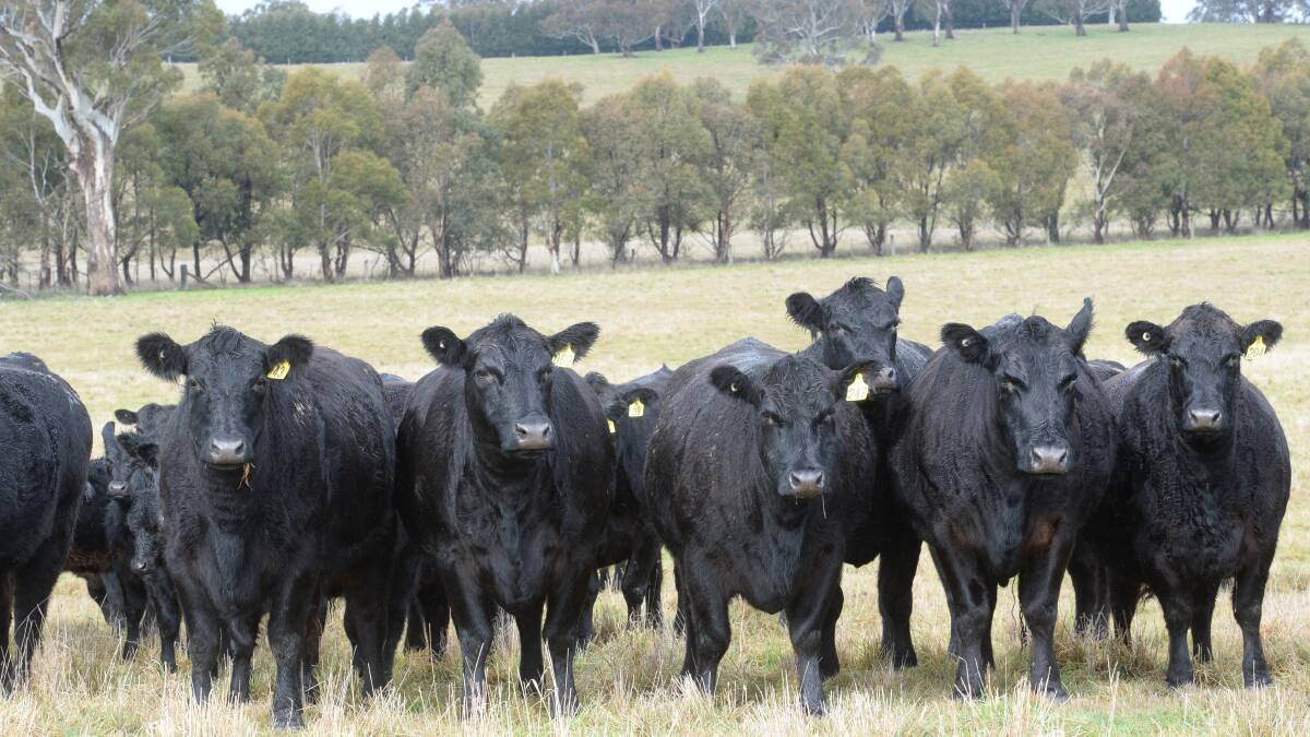 New selection indexes for Angus cattle