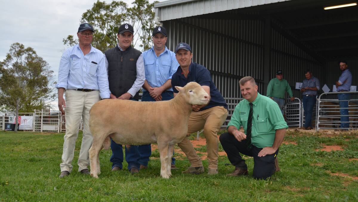 James Corcoran Snr with Brendan and James Sharpe of Amelie Poll Dorsets, Uralla, and their $13,000 third top-priced purchase held by James Corcoran Jnr alongside auctioneer Rick Power, Nutrien. Photo: Hannah Powe 
