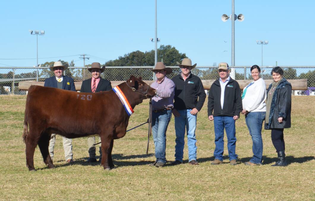 The $51,000 sale-topping female, Sprys E.S. Primrose S14, with buyer representative James Brown, Ray White GTSM, Albury, auctioneer Lincoln McKinlay, Elders, Inverell, and vendors Ash and Jane (second right) Morris, AJM Shorthorns, Young, and Matt Spry, Spry's Shorthorns, Tamworth and Gerald and Lynden (right) Spry, Spry's Shorthorns, Wagga Wagga.