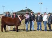 The $51,000 sale-topping female, Sprys E.S. Primrose S14, with buyer representative James Brown, Ray White GTSM, Albury, auctioneer Lincoln McKinlay, Elders, Inverell, and vendors Ash and Jane (second right) Morris, AJM Shorthorns, Young, and Matt Spry, Spry's Shorthorns, Tamworth and Gerald and Lynden (right) Spry, Spry's Shorthorns, Wagga Wagga.