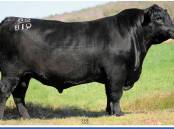 Hillview Quigley Q18 (Champion of Asia/Africa gold) exhibited by Hillview Angus, Bungendore, NSW. 