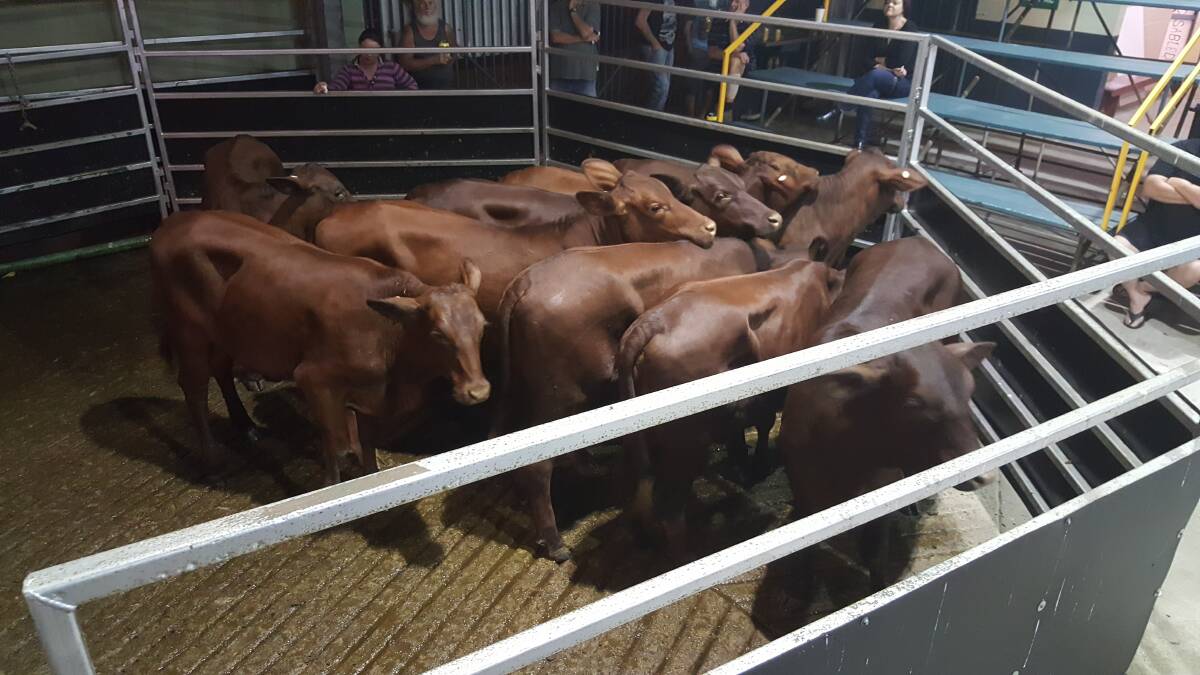 This pen of Droughtmaster heifers under the account of Les Delaway, Cardwell, topped the sale for females and found a new home at Yungaburra.