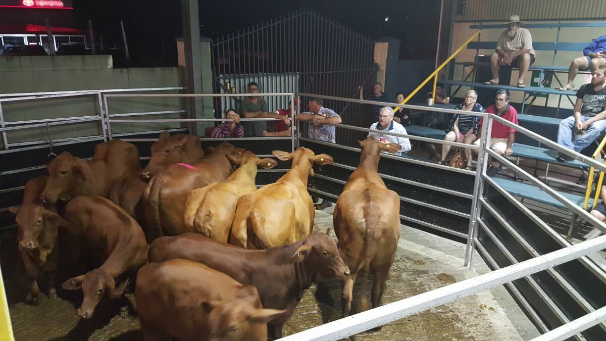 Droughtmaster cows that went under the hammer at the monthly Innisfail sale.