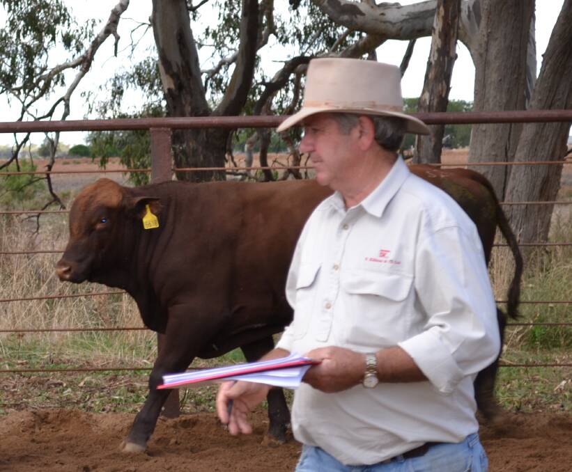 SPLIT SALE: S. Kidman & Co's Paul Quigley assessing bulls in Condobolin, NSW.