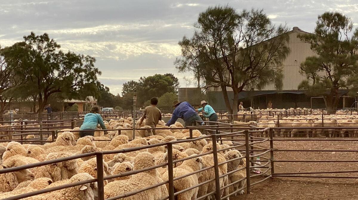 Rawlinna is Australia's largest operating sheep station, covering an area the size of Sydney,