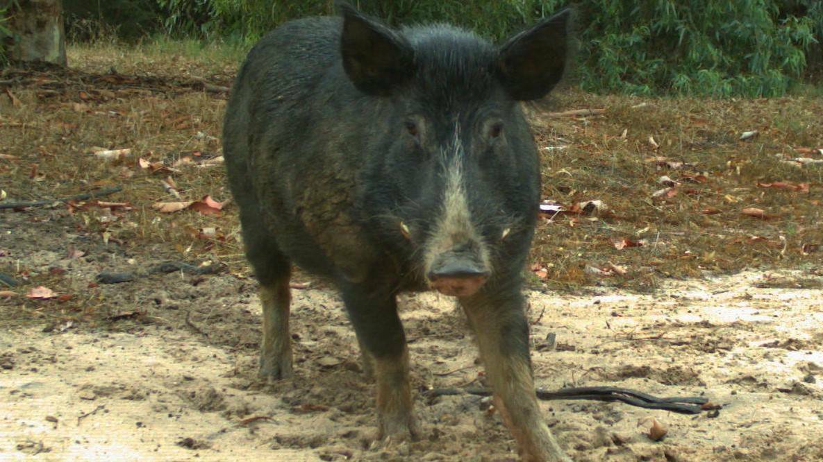 Bacon bait tackling feral pig issue