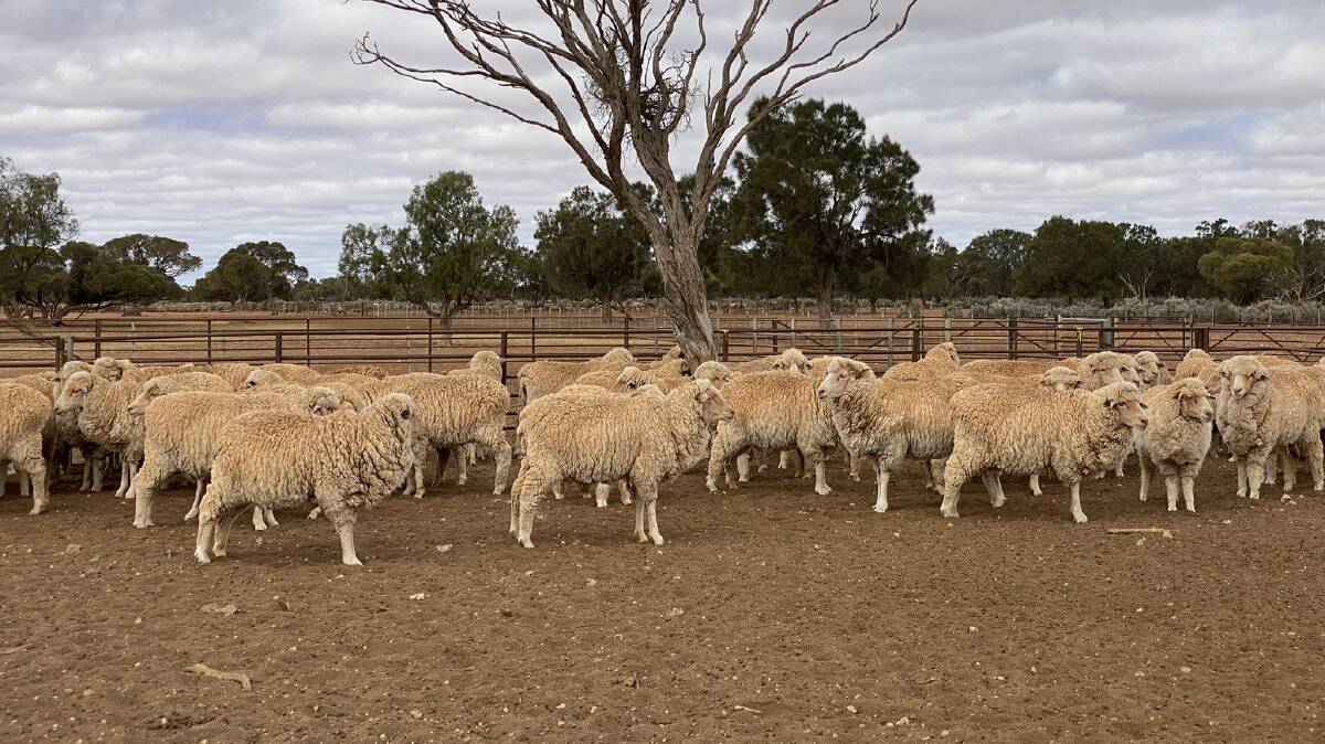 Mr Wood also decided to sell an estimated total of 6500 head of older ewes and wethers in coming months. He said the deficit would hopefully be filled by the 10,000-15,000 lambs expected to drop this May-June.