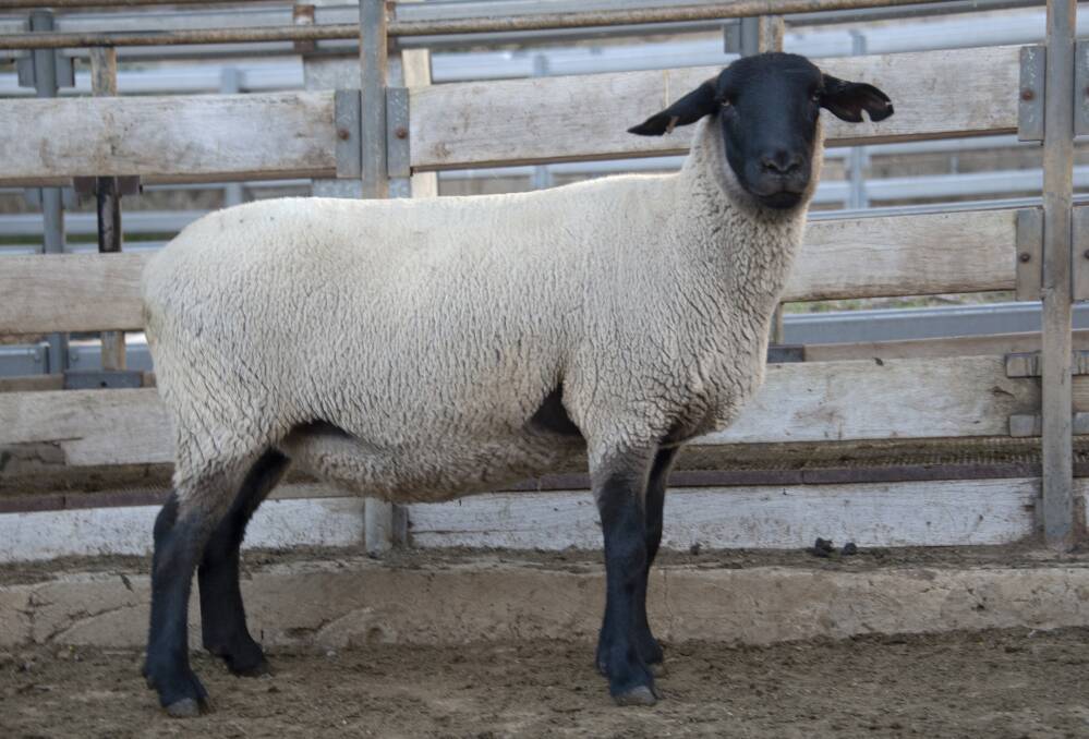 Prices over the two day sale peaked at $3500 for this 2017-drop ewe, which was scanned in lamb to be carrying twins. The ewe was purchased by Nicholas Markham, Beaudesert, Queensland.