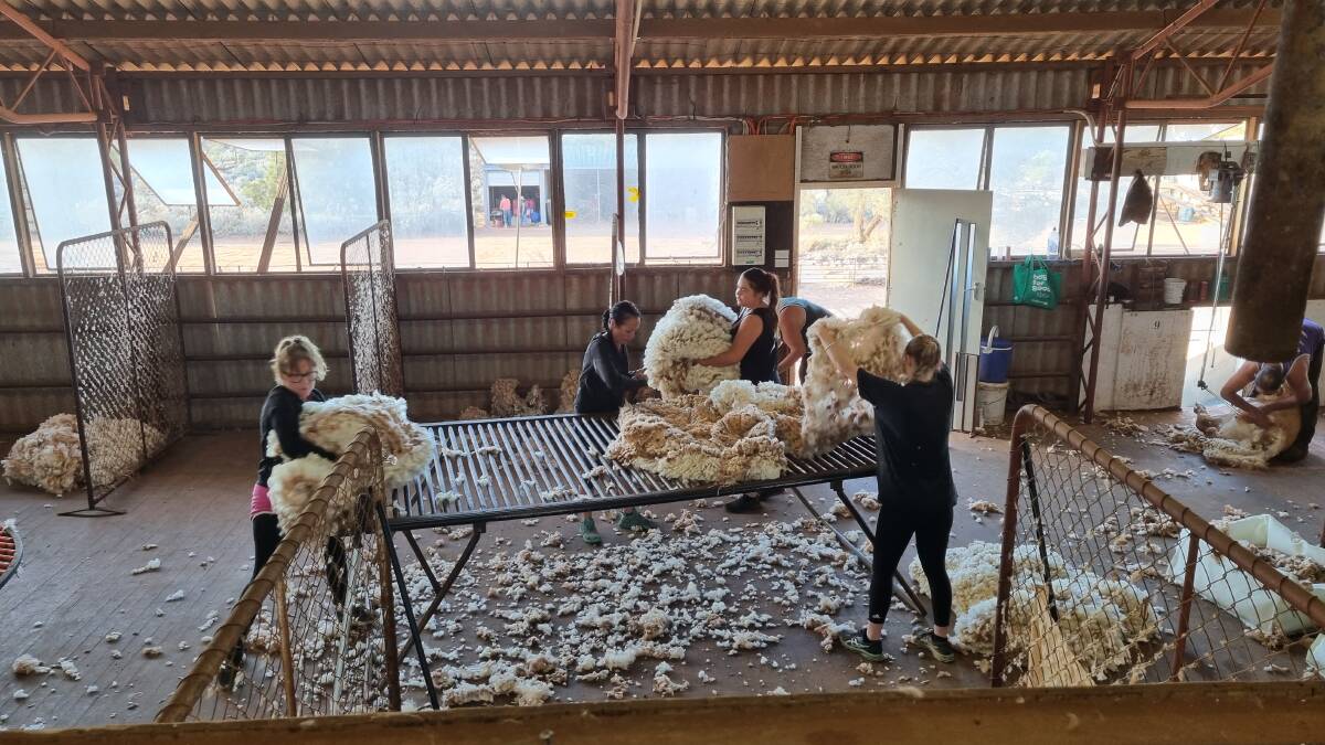 A smaller crew managed to shear 35,828 head of Merinos in just under three weeks at Rawlinna.