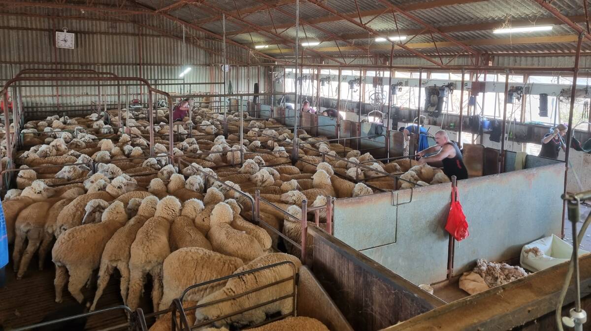 Rawlinna staff kept contractors R & B Shearing led by Roly and Bec Michell busy with a consistent supply of sheep to finish shearing in record time.