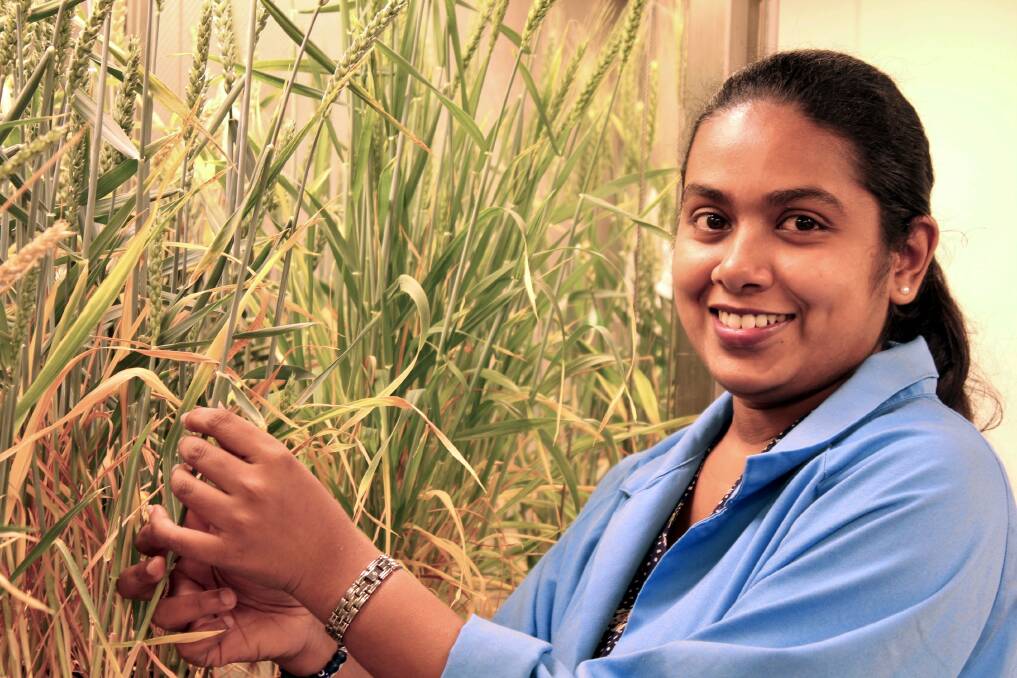  PhD student Bhagya Dissanayake with wheat plants grown under fully controlled conditions in the plant growth facility.