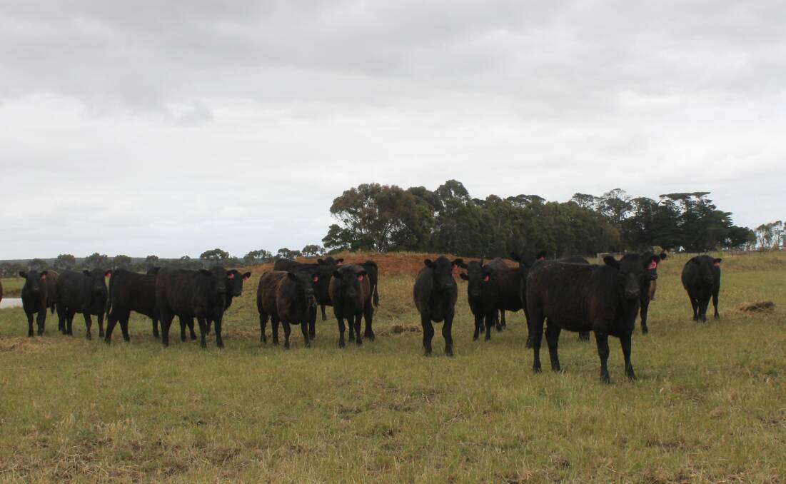 Peter Peach will offer heifers and steers.