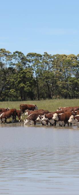 Paul Malseed said despite paddocks being saturated during the wet winter and spring, the calves came through it well. 