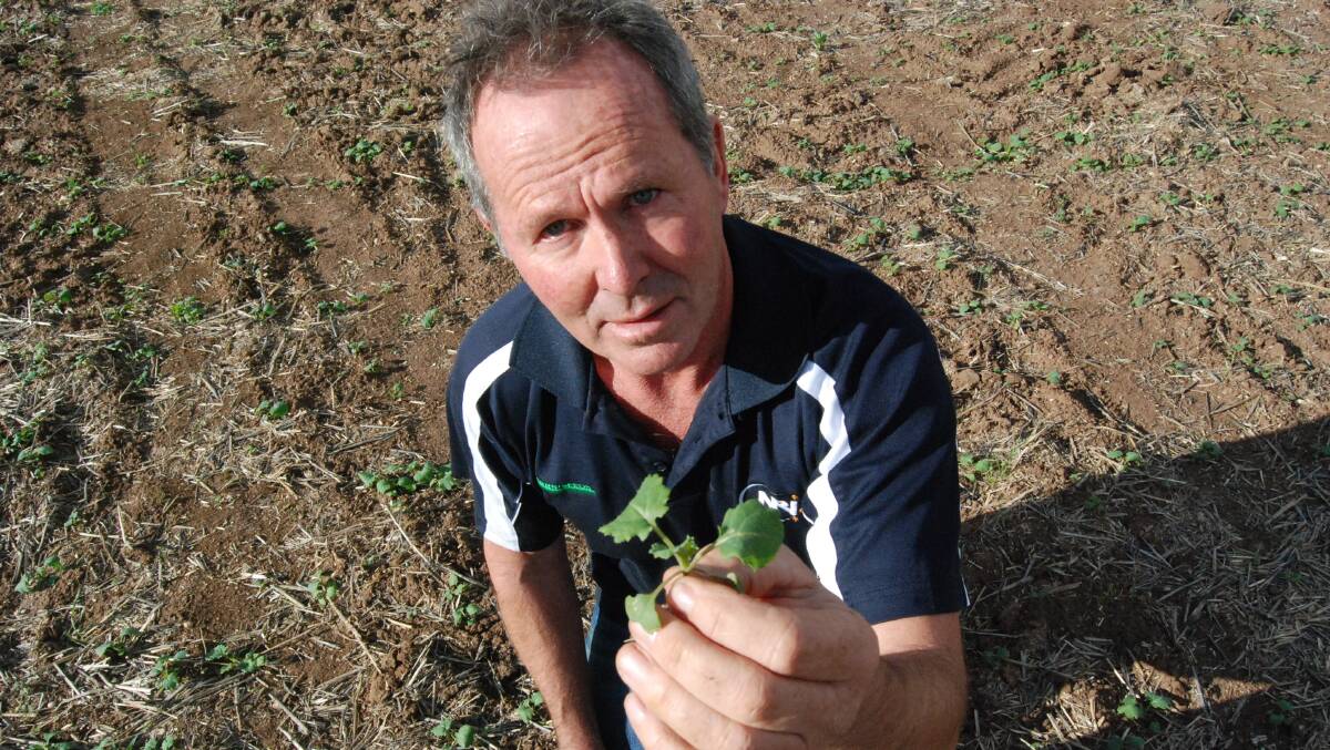 VARIED RESPONSES: Carr's Seeds agronomist Denis Pedler said a number of croppers have chosen to seed into dry soils, while others are monitoring conditions. 