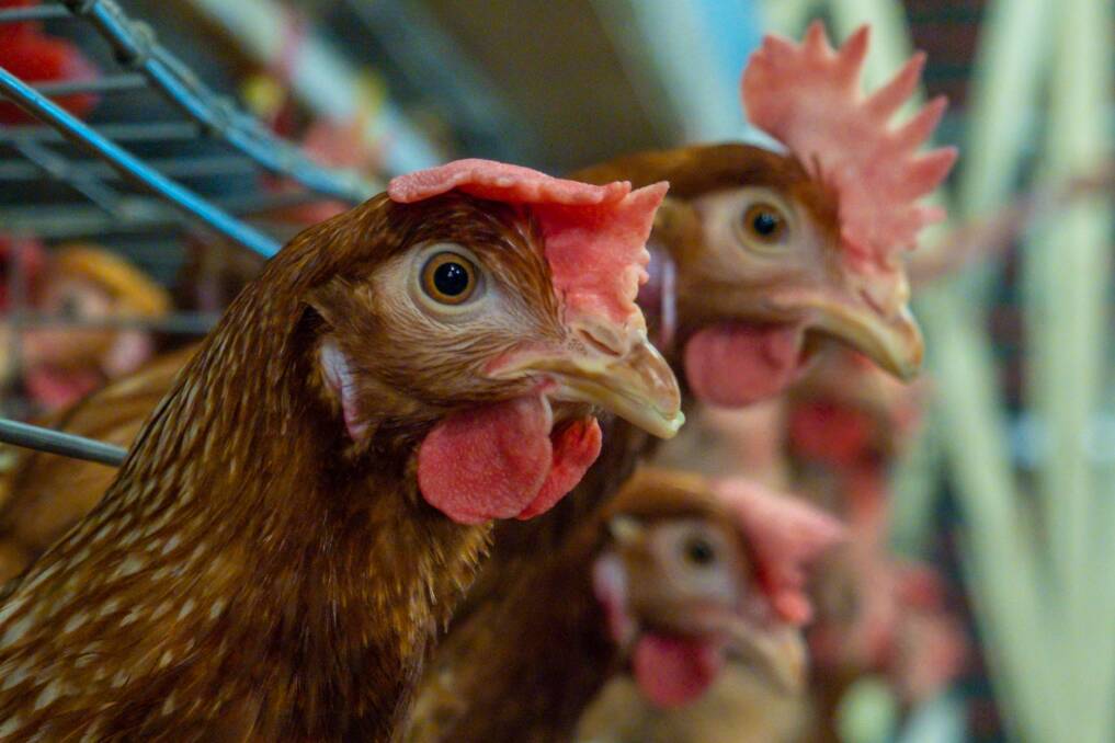 All battery cage eggs will be phased out 2036. Picture via shutterstock