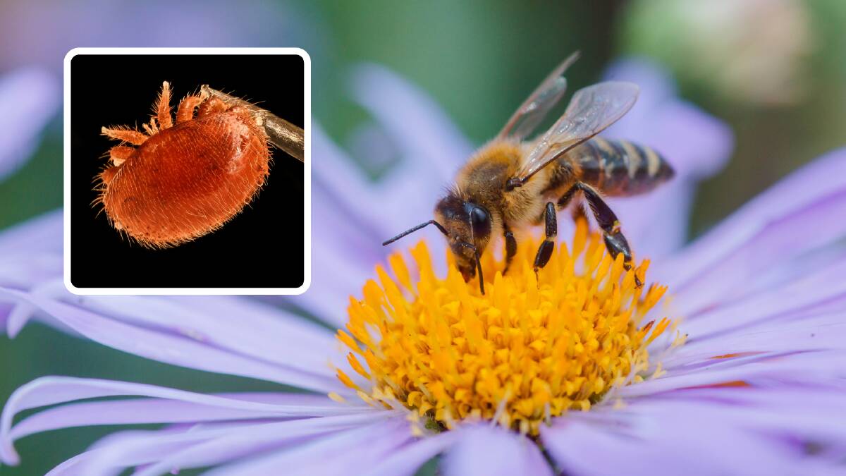 Varroa mite threatens bee industry on eve of almond pollination