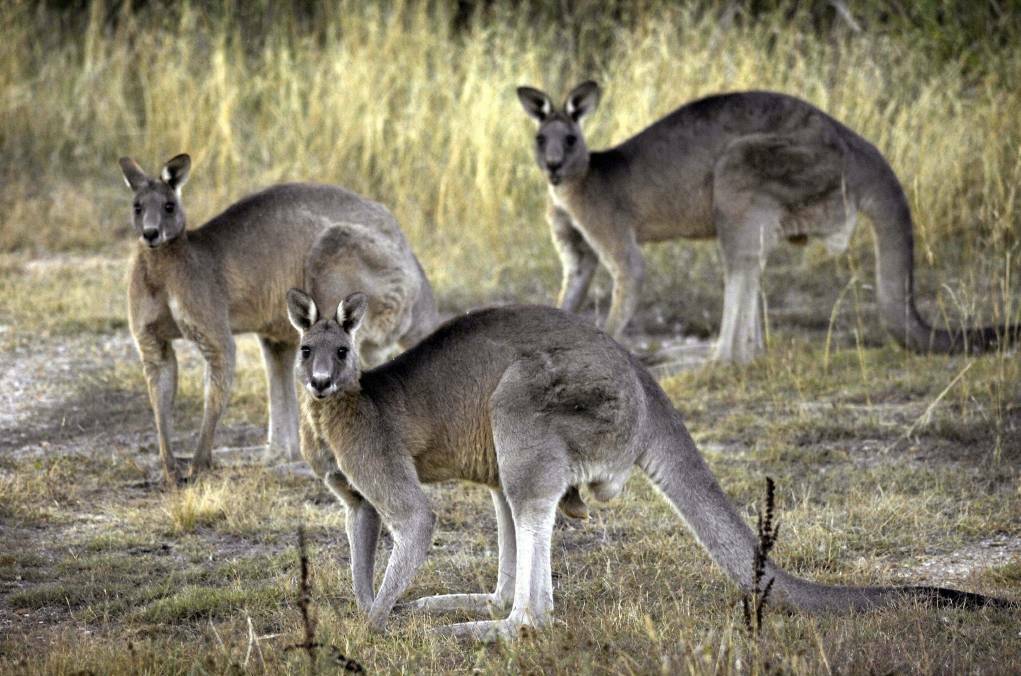 Nation's kangaroo collision hotspots revealed