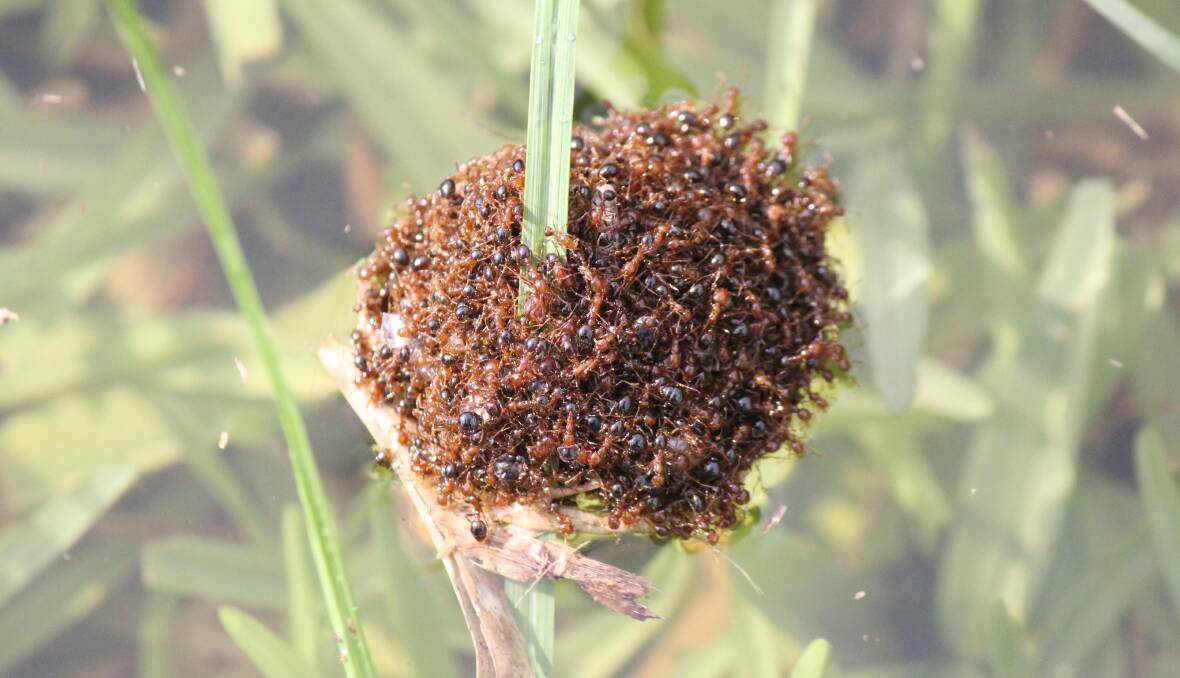 Fire ants spread quickly, particularly in floods, where they form a raft and float to new locations. Picture supplied by Invasive Species Council