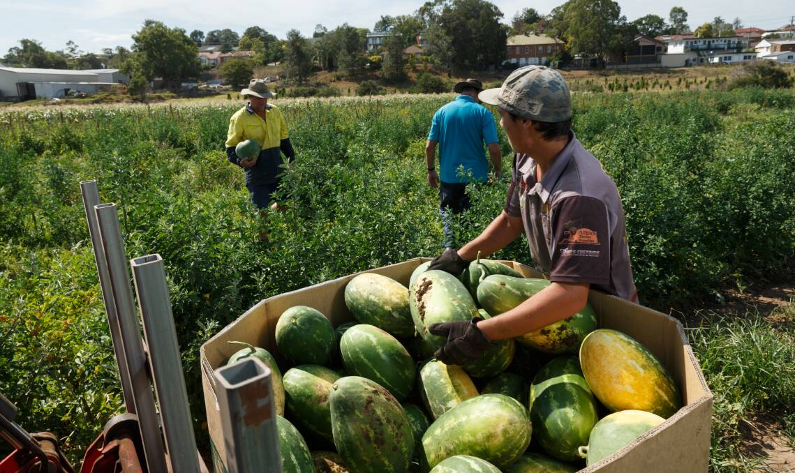 ROOM TO EXPAND: Experts say Australia is just scratching the surface of the Seasonal Worker Program potential. Photo: Max Mason-Hubers