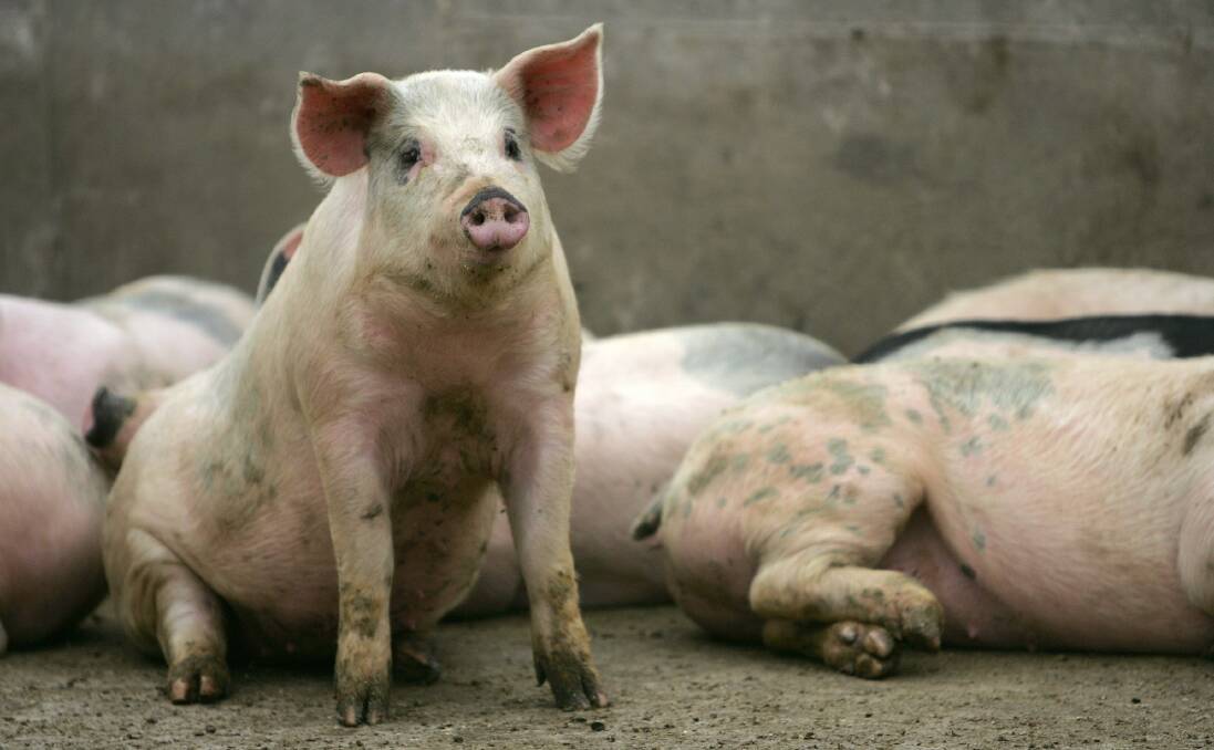 The double-stranded DNA virus causes a haemorrhagic fever with extremely high mortality rates in domestic pigs.