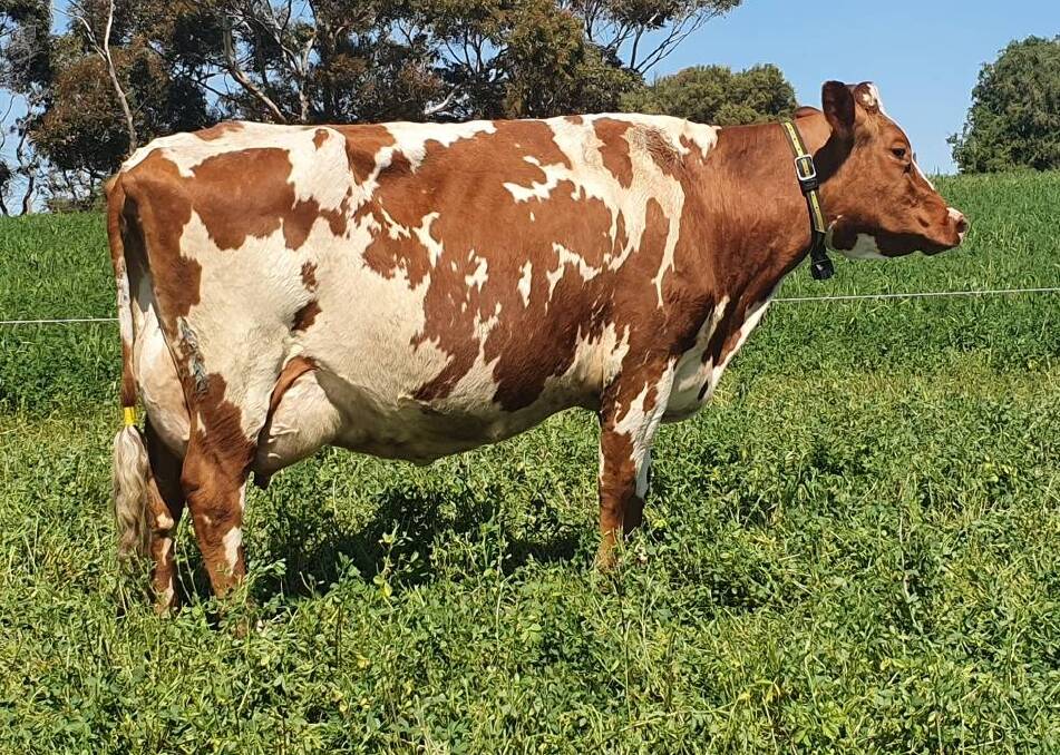 Glenbrook Dainty 10 EX91 recently set a new mature milkfat production record of 747kg in 305 days.