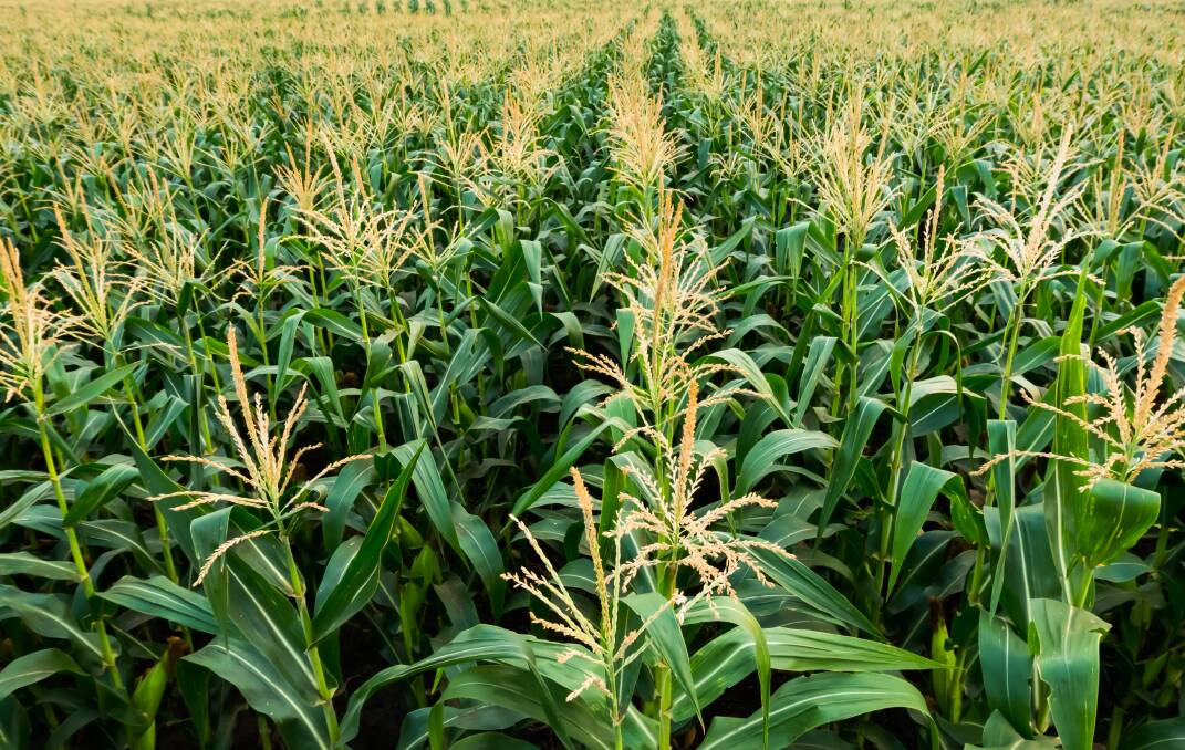 There are reports that US ethanol grind may decline by 20pc. That equates to an annualised decrease in US corn disappearance of 28 million tonnes and a significant increase in US ending stocks. Photo by Shutterstock.