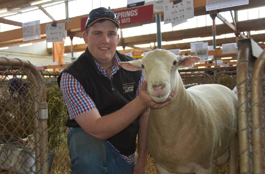 Cameron Ferguson, Tiparra Springs White Suffolk stud, Weetulta, showed a young ram and a ewe at the show. 