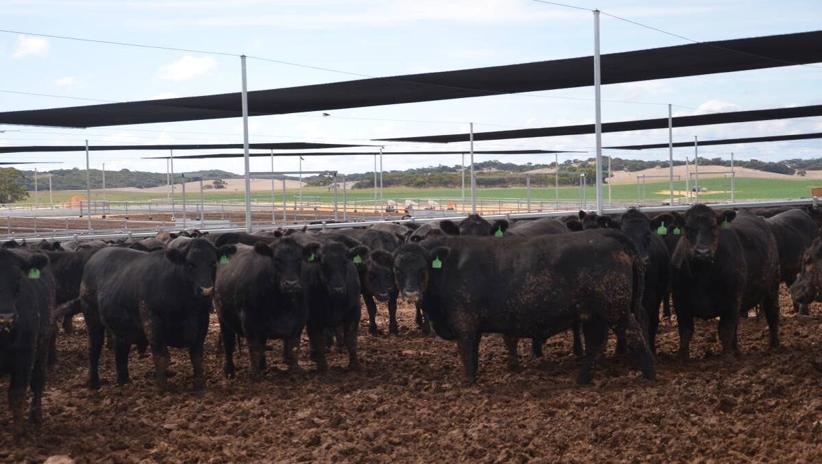 Ninety five new pens have been constructed in the expansion with all pens having shade for the cattle.