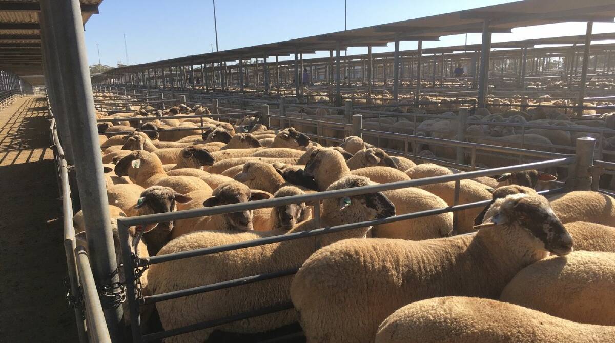 HEAVY WEIGHTS: These 99 Suffolk-Merino lambs from Coolalie feedlot, Paskeville, sold for a $348 state record at Dublin on Tuesday.