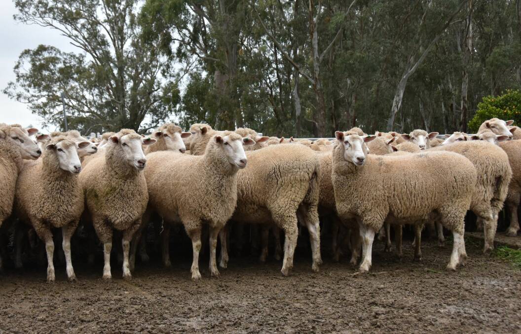 Some of the 171 Border Leicester-Merino scanned in lamb ewes at their new home at Mundulla South. They are due to start lambing at the end of the month.