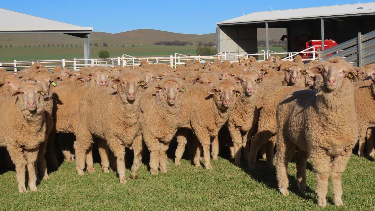 Collinsville's Merino ewe lambs were 10 to 12 months of age and had 45-50mm long fleeces.