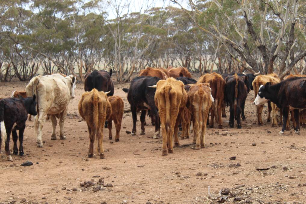 Producers with severely emaciated cattle will face harsher penalties under proposed amendments to the Animal Welfare Act. Picture by RSPCA SA
