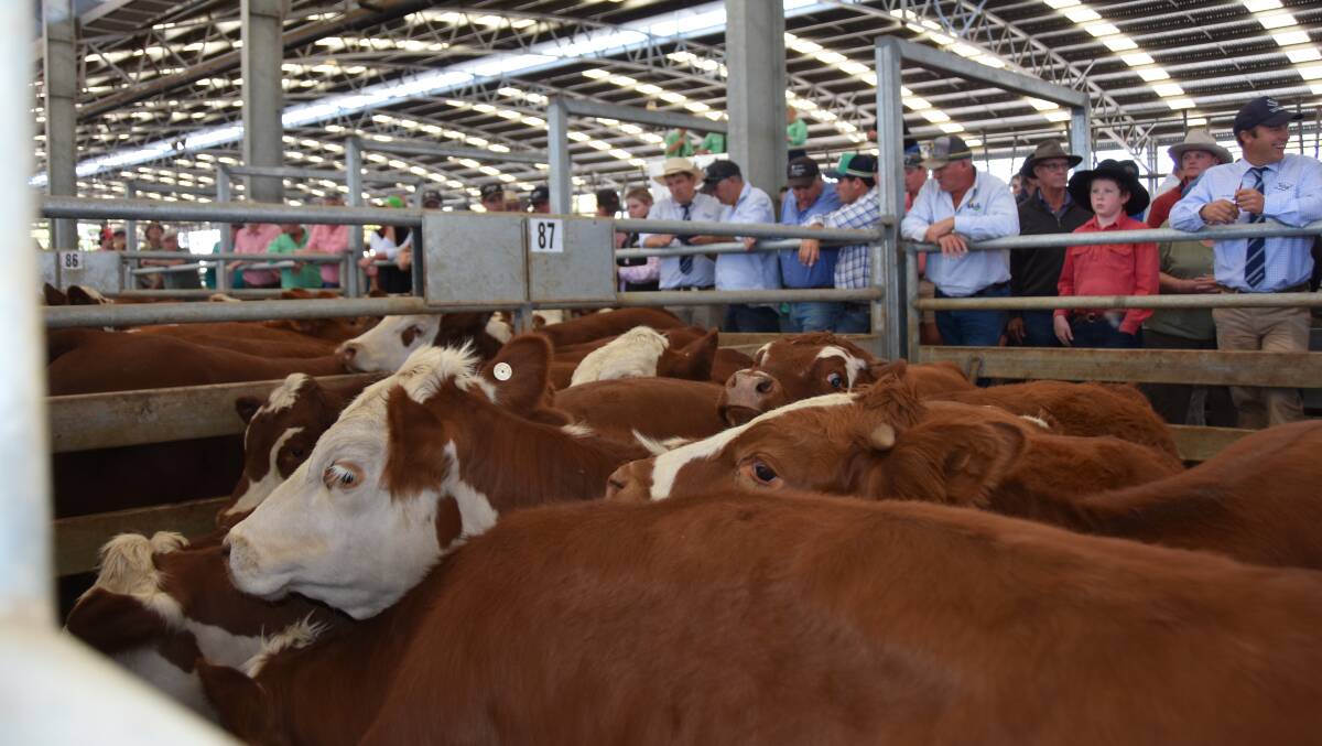 Buyers lined the rails for the first Naracoorte weaner sale of 2023.