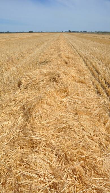ROTATION OPTION: Windrowed Kebari barley prior to harvest.