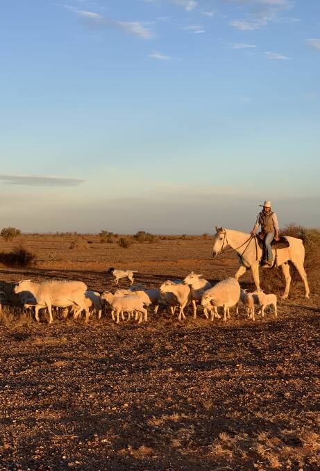 VALUE-ADD: Ellen Litchfield on her horse Rupert with some Australian White ewes and lambs on Wilpoorina Station, via Marree.